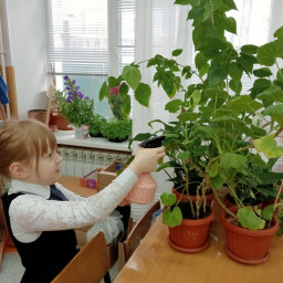 Ухаживаю за растениями в классе